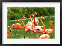 Caribbean Flamingo Fine Art Print