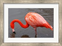 Caribbean Flamingo at Slimbridge Arp Fine Art Print