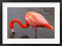 Caribbean Flamingo at Slimbridge Arp Fine Art Print