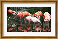 Caribbean Flamingo Phoenicopterus Ruber Fine Art Print