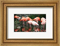 Caribbean Flamingo Phoenicopterus Ruber Fine Art Print