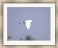 Cattle Egret Flight Fine Art Print