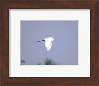 Cattle Egret Flight Fine Art Print