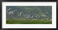 Cattle Egrets Fine Art Print