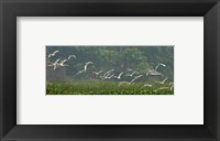 Cattle Egrets Fine Art Print