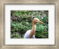 Cattle Egret in Summer Fine Art Print
