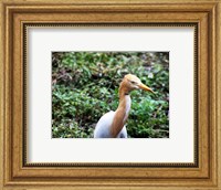 Cattle Egret in Summer Fine Art Print
