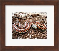 Coast Garter Snake Fine Art Print