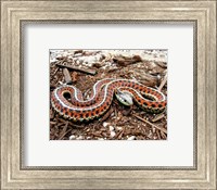 Coast Garter Snake Fine Art Print