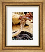 Cobra in Basket Fine Art Print