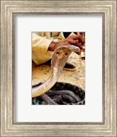Cobra in Basket Fine Art Print