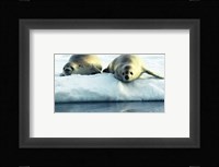 Crabeater Seals Fine Art Print