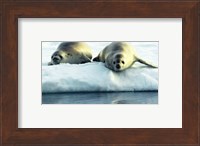 Crabeater Seals Fine Art Print
