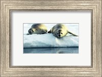 Crabeater Seals Fine Art Print