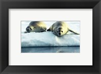 Crabeater Seals Fine Art Print