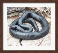 Eastern Indigo Snake Fine Art Print