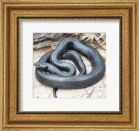Eastern Indigo Snake Fine Art Print