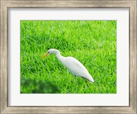 Egret In Field Fine Art Print