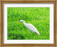 Egret In Field Fine Art Print