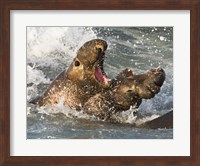 Elephant Seals Fighting Fine Art Print