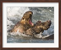 Elephant Seals Fighting Fine Art Print