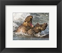 Elephant Seals Fighting Fine Art Print
