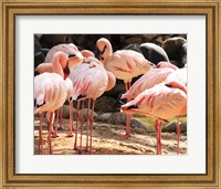 Flamingos Standing Together Fine Art Print