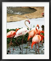 Flamingos Pink and White Fine Art Print