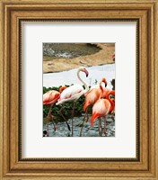 Flamingos Pink and White Fine Art Print