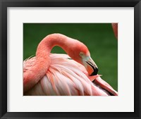 Flamingo Grooming Fine Art Print