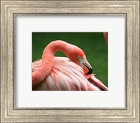 Flamingo Grooming Fine Art Print