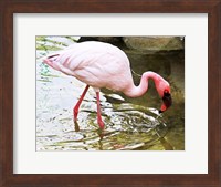 Flamingo in River Fine Art Print