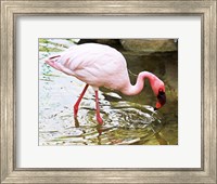 Flamingo in River Fine Art Print