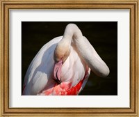 Flamingo Blijdorp Fine Art Print