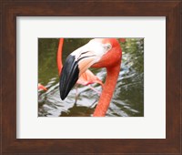 Florida Flamingo Fine Art Print