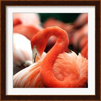 Flamingo National Zoo Fine Art Print