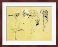 Flamingo Study Fine Art Print