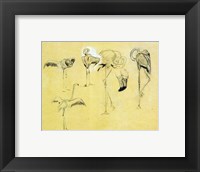 Flamingo Study Fine Art Print