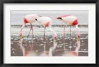 Flamingos Searching for Food Fine Art Print