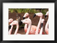 Flamingo Flock Fine Art Print