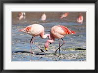 Flamingos Laguna Colorada Fine Art Print
