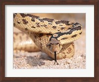 Gohper Snake Fine Art Print