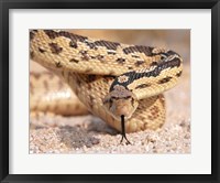 Gohper Snake Fine Art Print