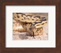 Gohper Snake Fine Art Print