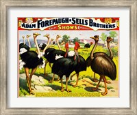 Great Birds of the World, Poster 1898 Fine Art Print