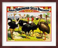Great Birds of the World, Poster 1898 Fine Art Print