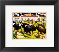 Great Birds of the World, Poster 1898 Fine Art Print