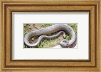 Green Anaconda Fine Art Print