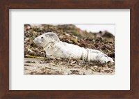 Harbor Seal Pup Fine Art Print
