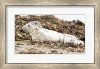 Harbor Seal Pup Fine Art Print